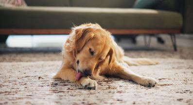 куче дъвче лапите си