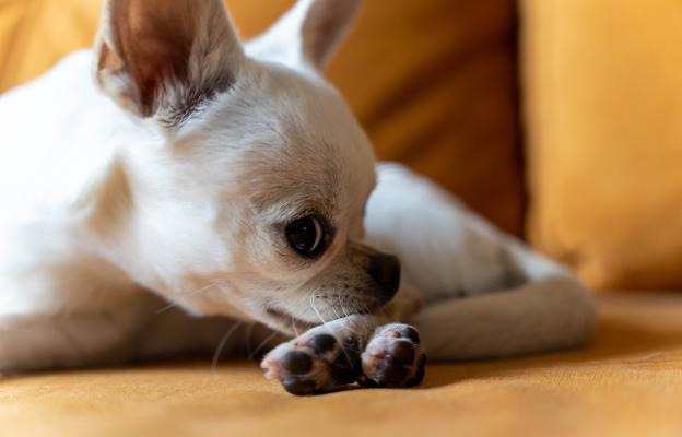 куче дъвче лапите си