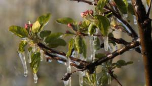 лед по дръвчета