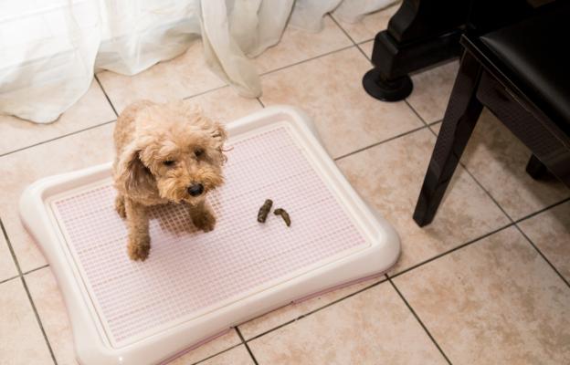 куче пелена