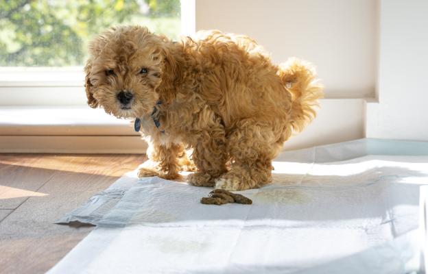 куче пелена