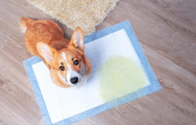 куче пелена