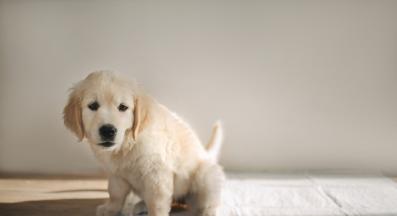 куче пелена