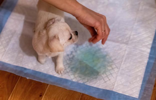 куче пелена