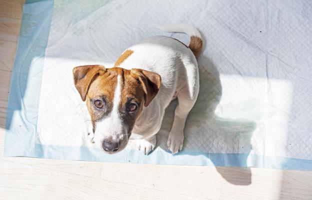 куче пелена