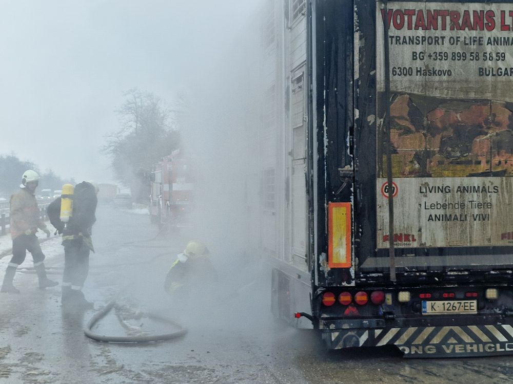 камион прасета огън