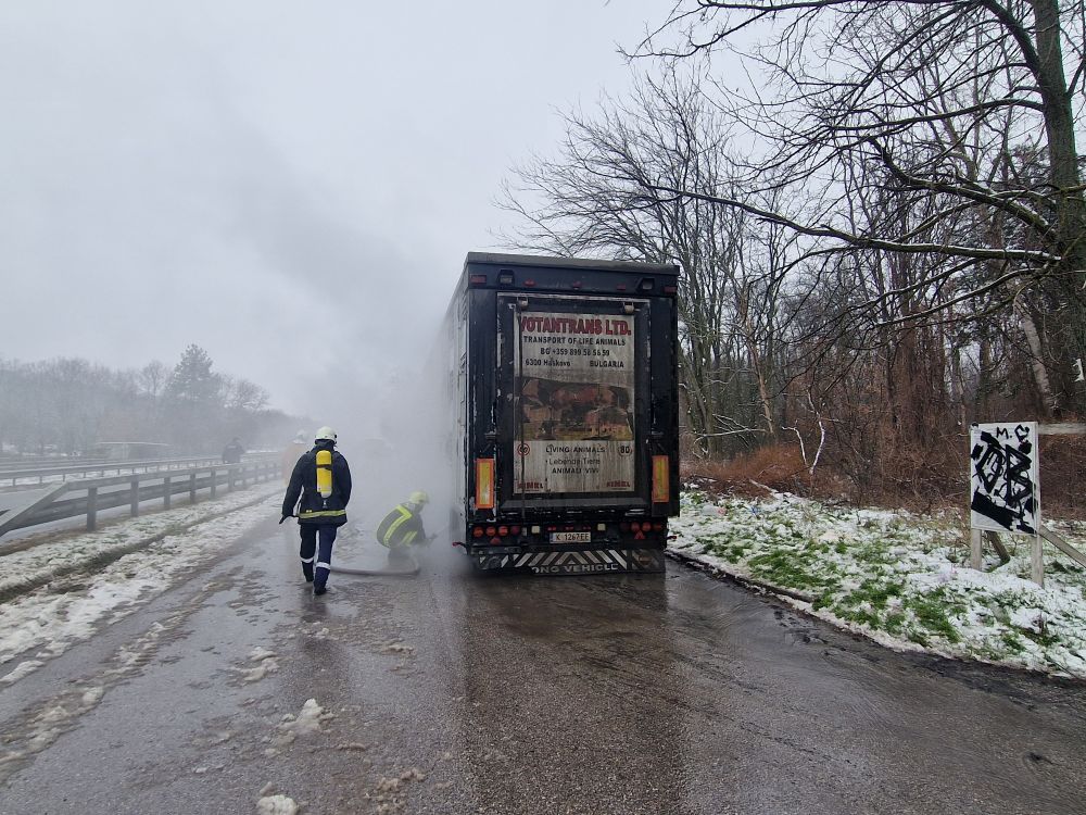 камион прасета огън