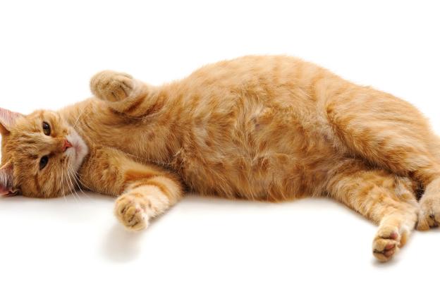 Бременна котка