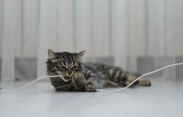 Котка си играе с кабели