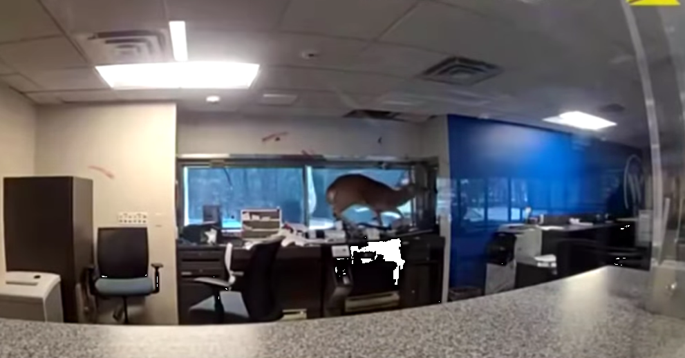 Елен нахлу в банка и вдигна на крак полицията в