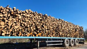 Близо 840 куб м незаконно добита дървесина са установени през