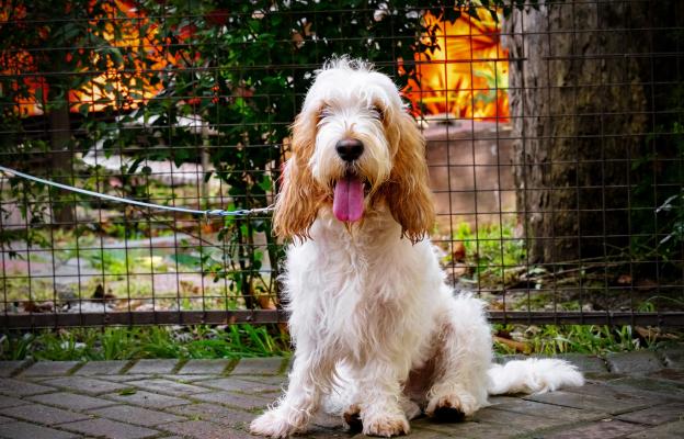 Вендейски басетгрифон