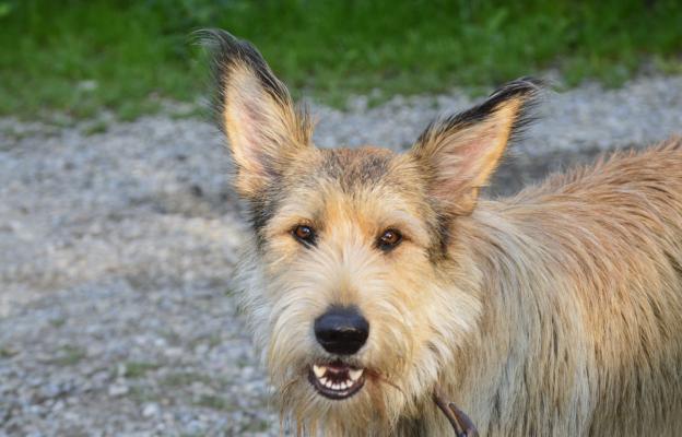 Бергер Пикард