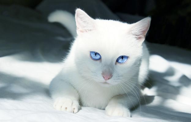 Бяла котка със сини очи