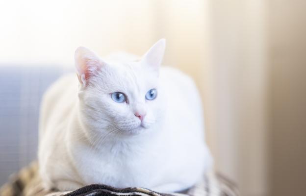 Бяла котка със сини очи