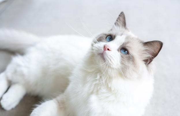 Бяла котка със сини очи