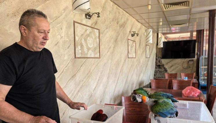 папагали - Гласовит папагал си говори с цял квартал  