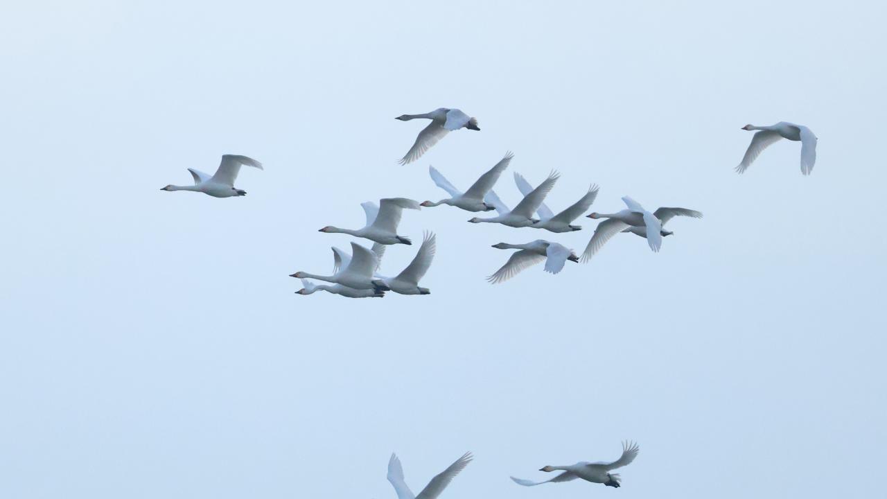 Среднозимно преброяване на водолюбивите птици