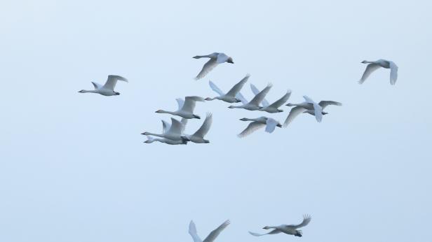 Повече водолюбиви птици у нас