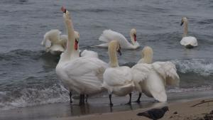 Варна лебеди