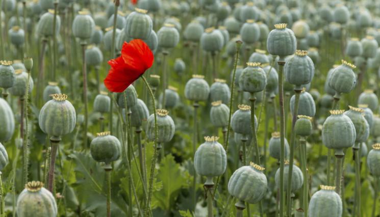 мак - Афганистан губи приходи след забраната на мака