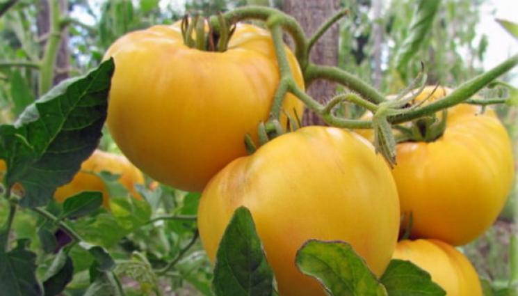 жълти домати - Жълтите домати са най-сладките и безвредни
