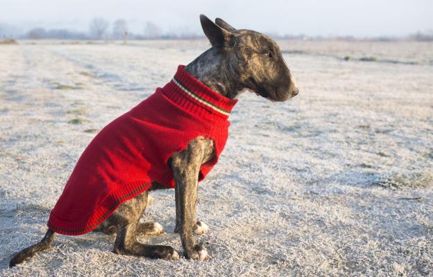 куче дрешка зима