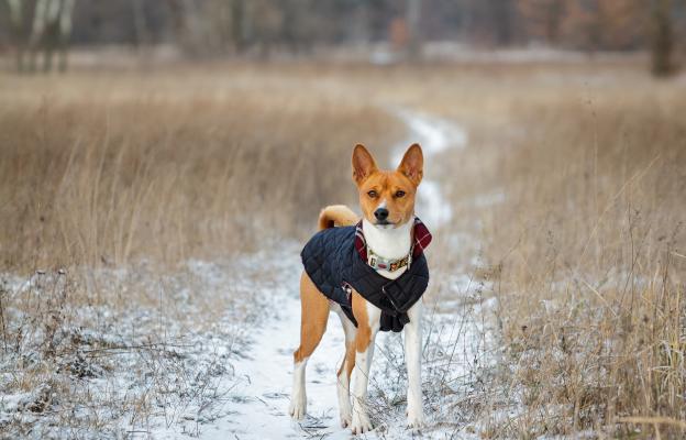 куче дрешка зима