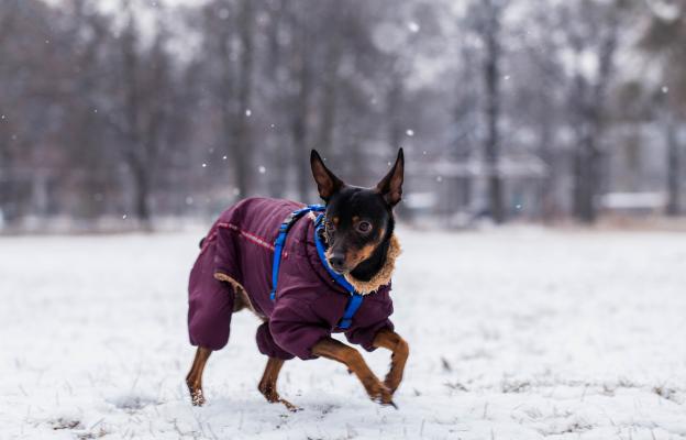 куче дрешка зима