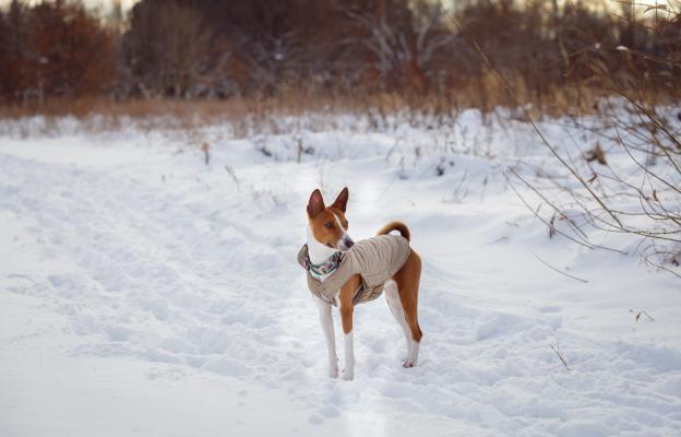 куче дрешка зима