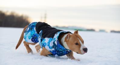 куче дрешка зима