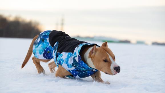 10 популярни породи кучета, които не понасят студа