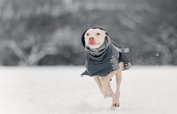 куче дрешка зима