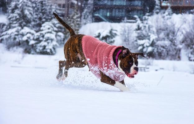 куче дрешка зима