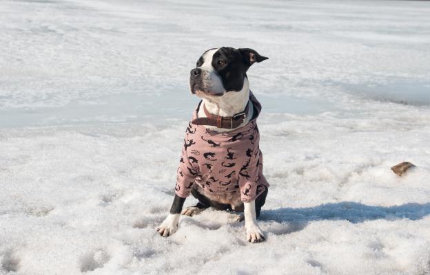 куче дрешка зима