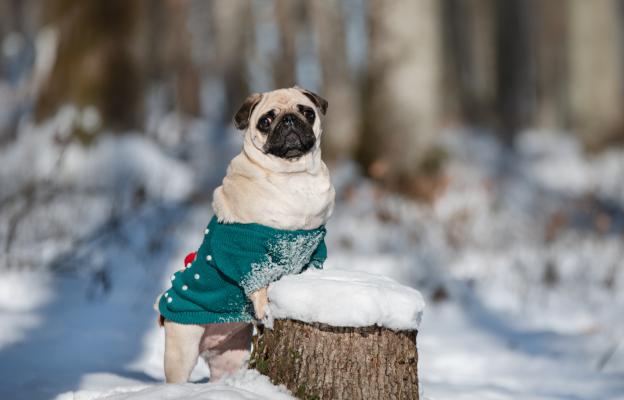 куче дрешка зима