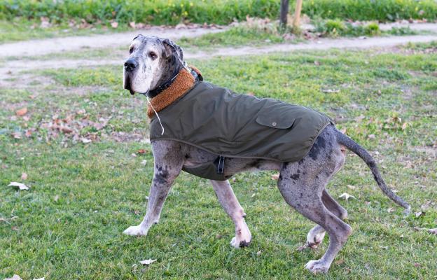 куче дрешка зима