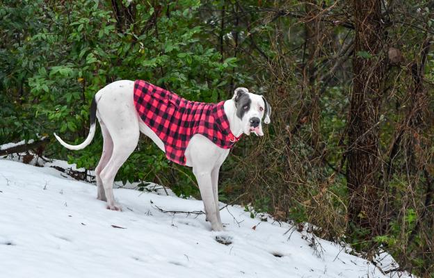 куче дрешка зима