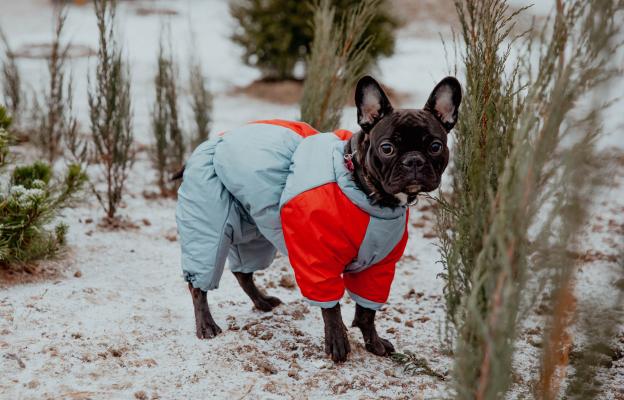 куче дрешка зима