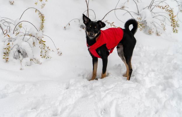 куче дрешка зима