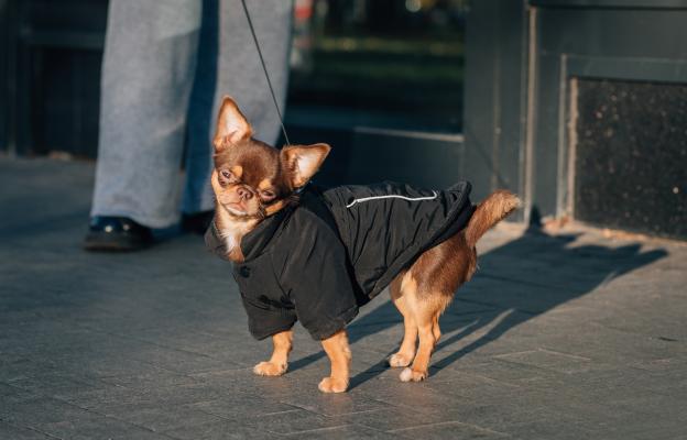 куче дрешка зима