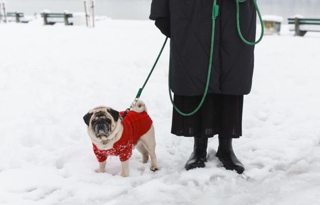 куче дрешка зима