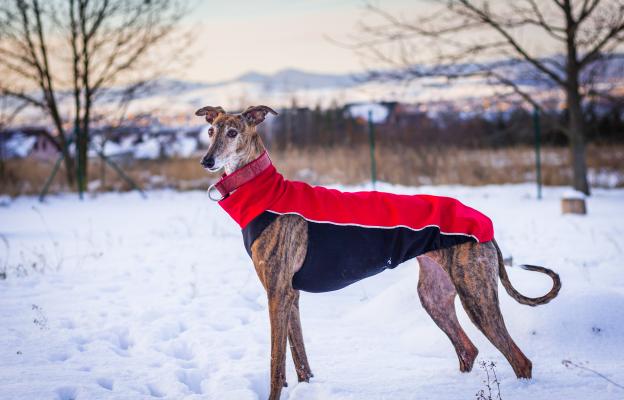 Грейхаунд зима дрешка