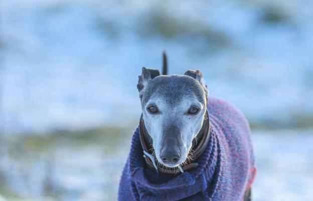 Грейхаунд зима дрешка