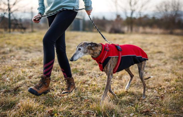 Грейхаунд зима дрешка