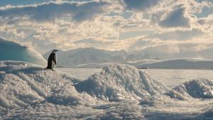 Пингвин маршируващ към отдалечени ледени планини се превърна в сензация