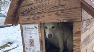 кучета къщички Видин