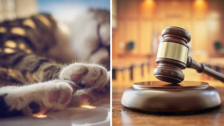 коте съд убийство