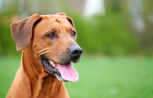 Родезийски риджбек