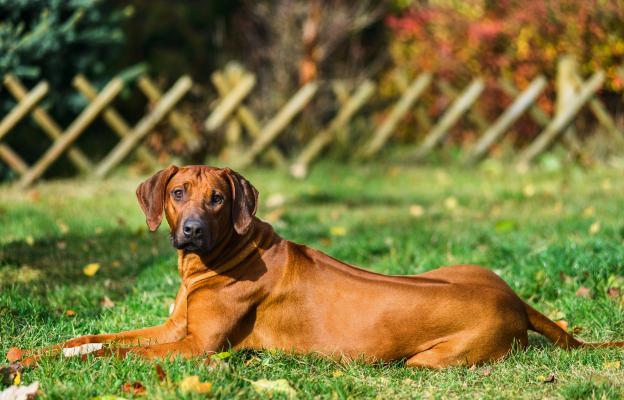 Родезийски риджбек